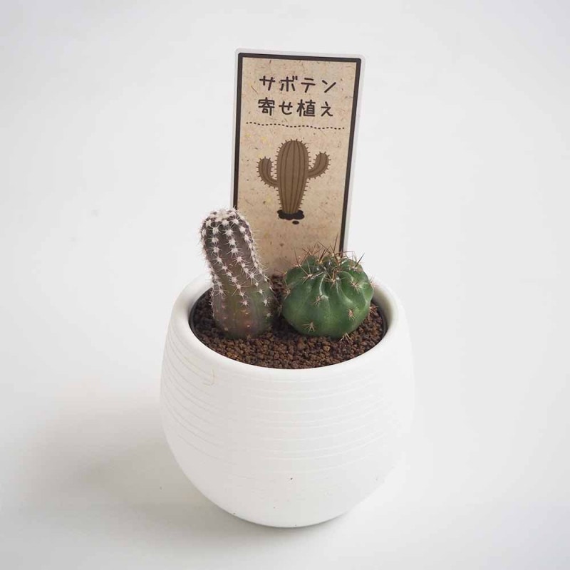 サボテン｜【植物のITANSE】全品送料無料・即出荷!