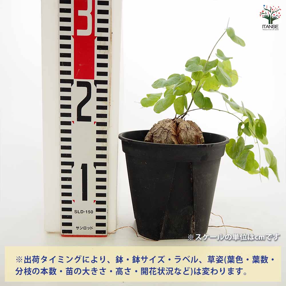 u*o様 亀甲竜 楽天市場】亀甲竜 鉢植え : 苗木部 by 花ひろばオンライン