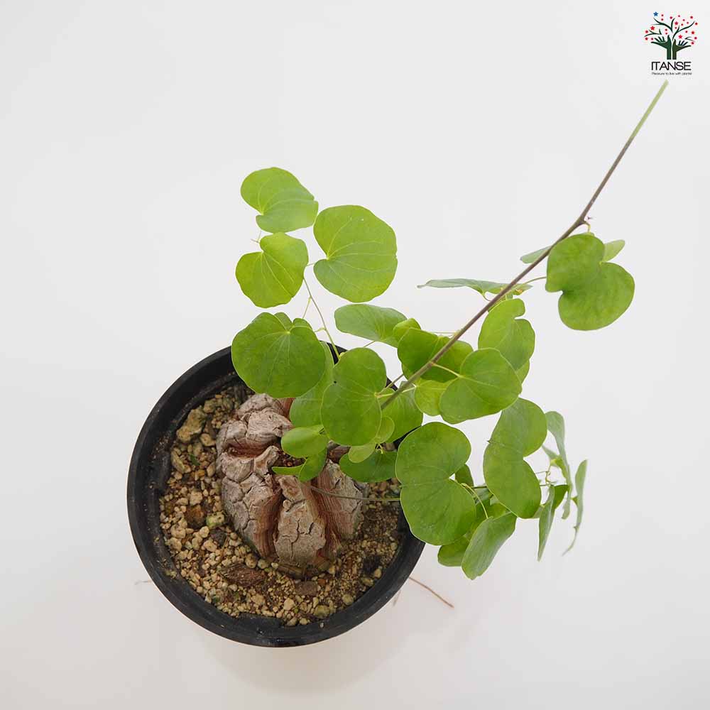 亀甲竜(きっこうりゅう) 【多肉植物 5号／1個売り】｜ 【植物の