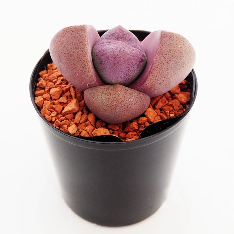 セダム クラッスラ デービット 【多肉植物 2.5号／1個～】｜ 【植物の