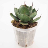 アガベ パリー 【多肉植物 5号／1個売り】|多肉植物