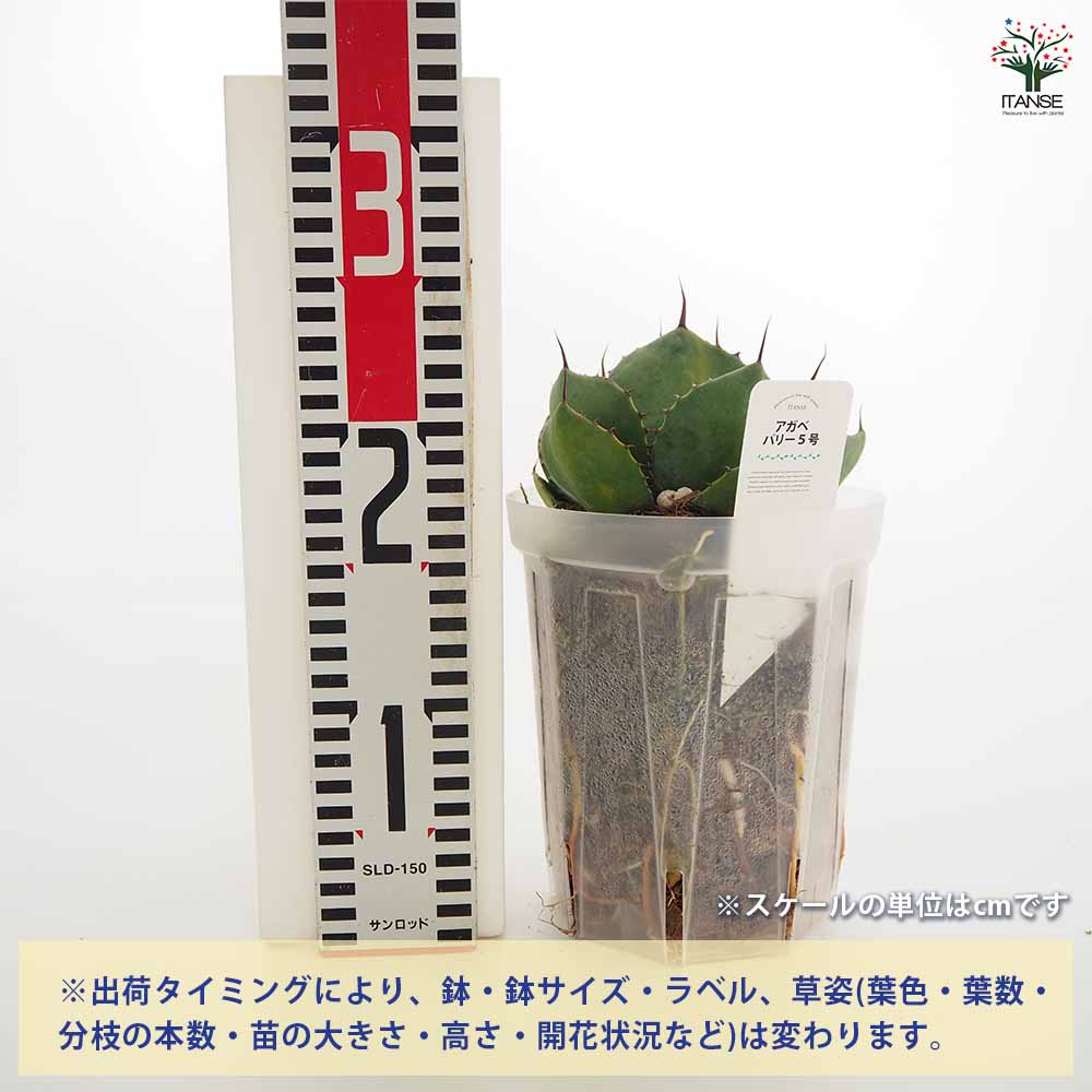 アガベ パリー 【多肉植物 5号／1個売り】｜ 【植物のITANSE