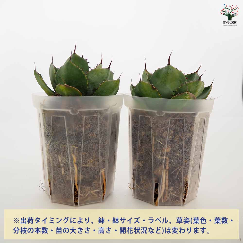 アガベ パリー 【多肉植物 5号／1個売り】｜ 【植物のITANSE