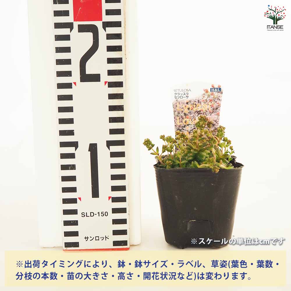 クラッスラ セツローサ 【多肉植物 2.5～3号】｜ 【植物のITANSE
