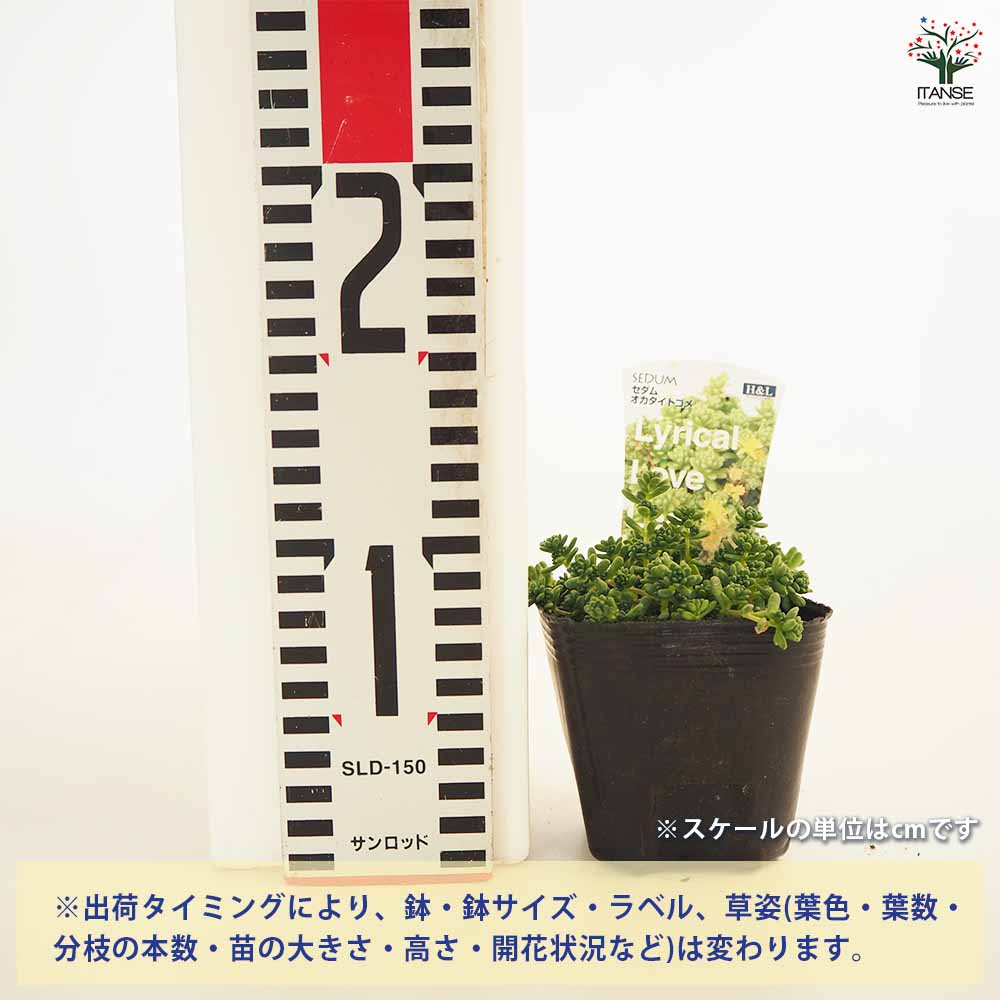 多肉植物⑤（お問合せはこちらからお願いします♪） みんな大好き桜牡丹。 寒い毎日が続きますが 心のお天気は春模様