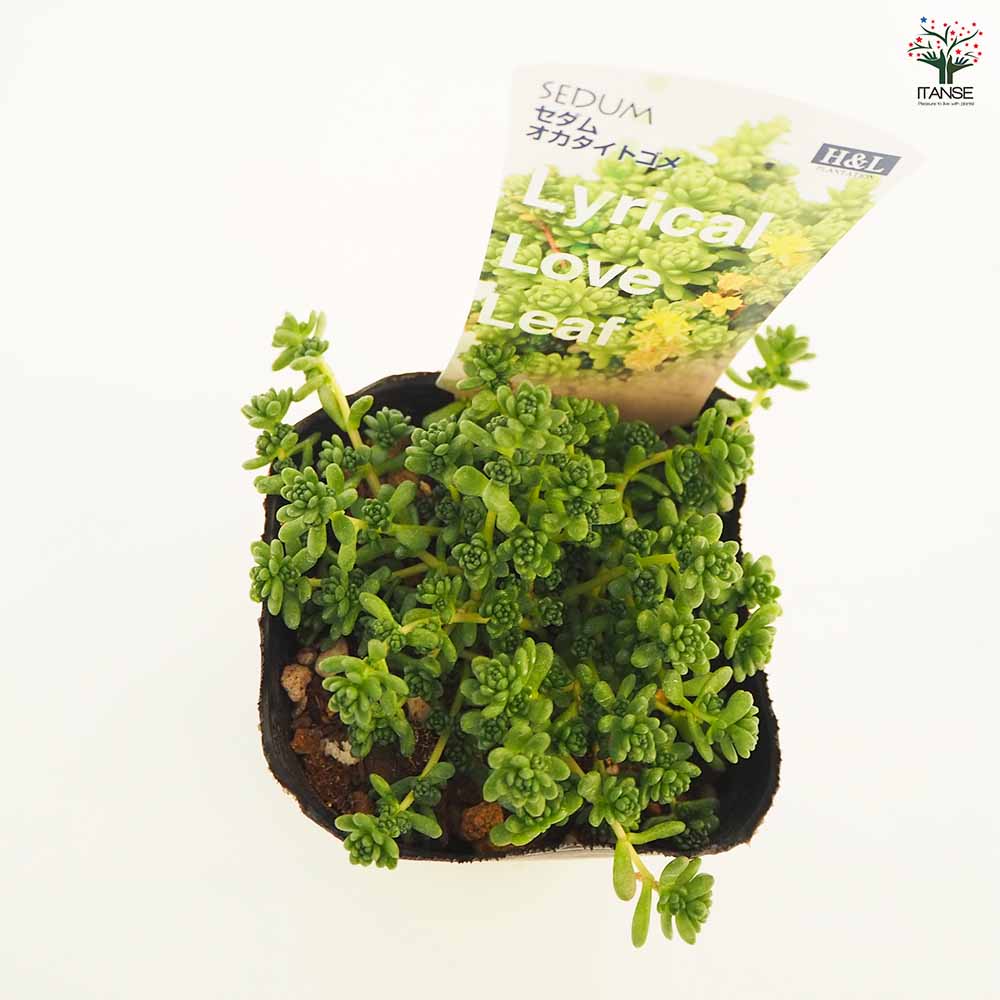 セダム オカタイトゴメ 【多肉植物 2.5～3号】｜ 【植物のITANSE