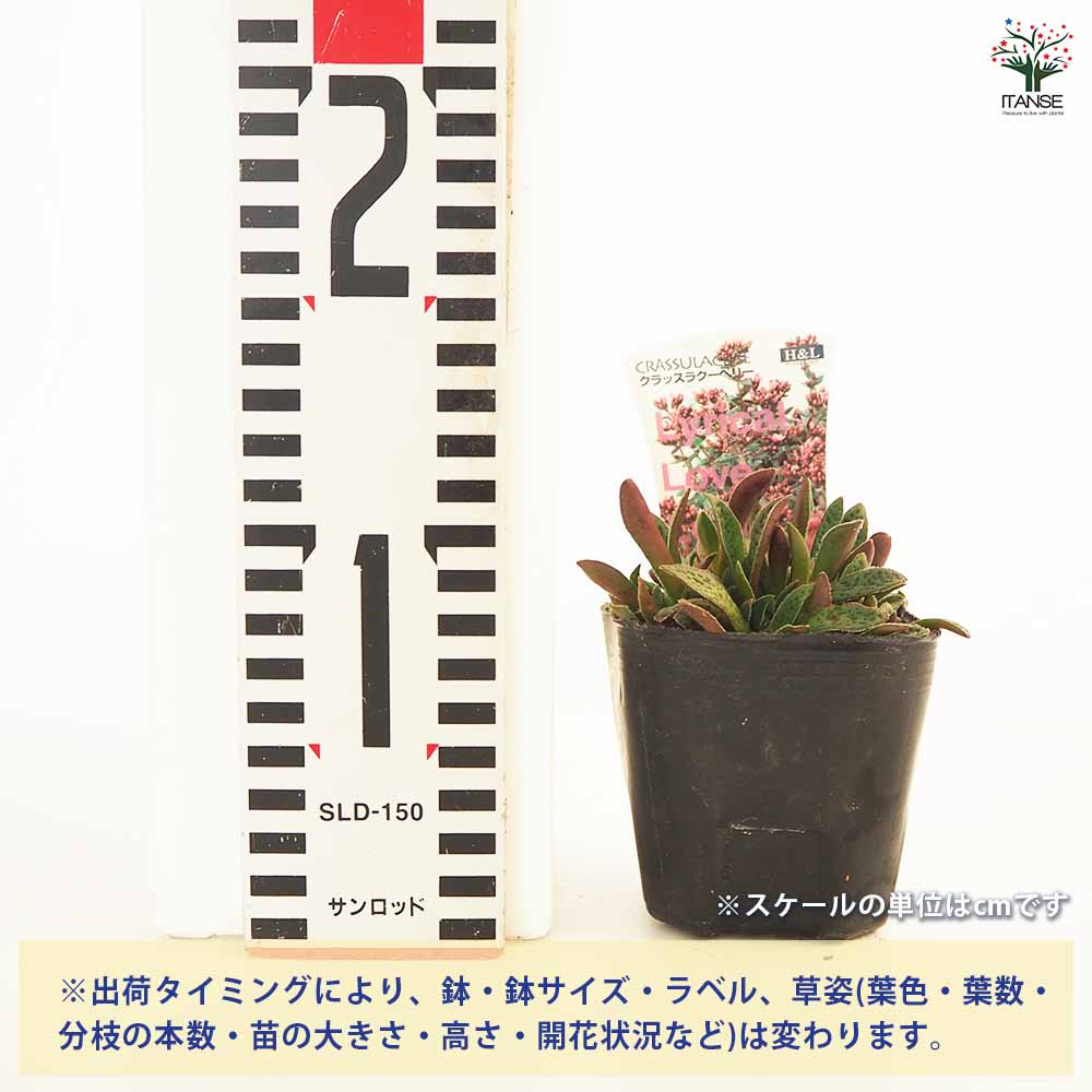 追加商品画像