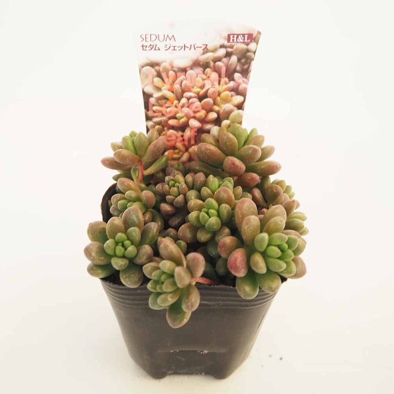 セダム 乙女心 オトメゴコロ【多肉植物 3号ポット】｜ 【植物の