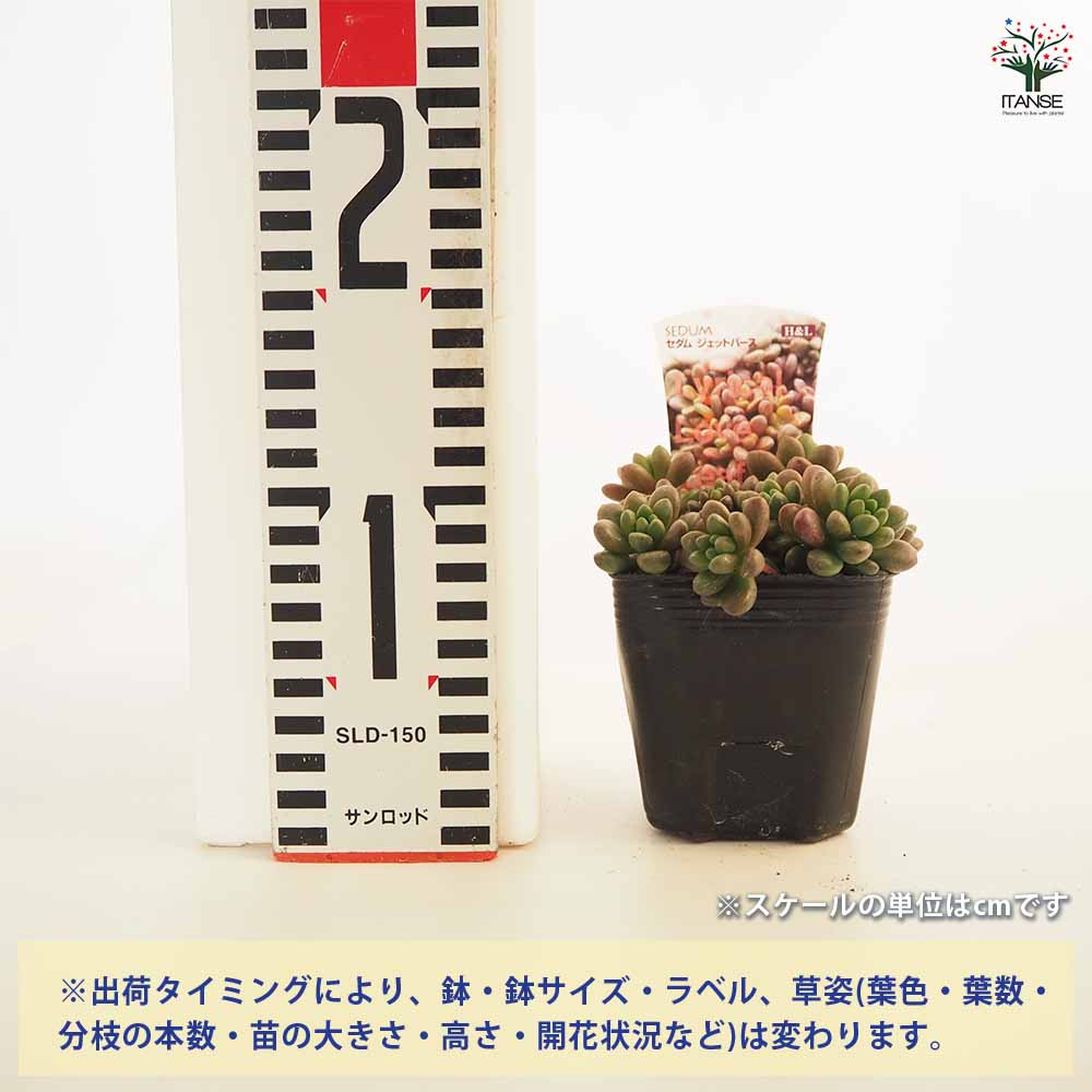 セダム ジェットバース 【多肉植物 2.5～3号】｜ 【植物のITANSE