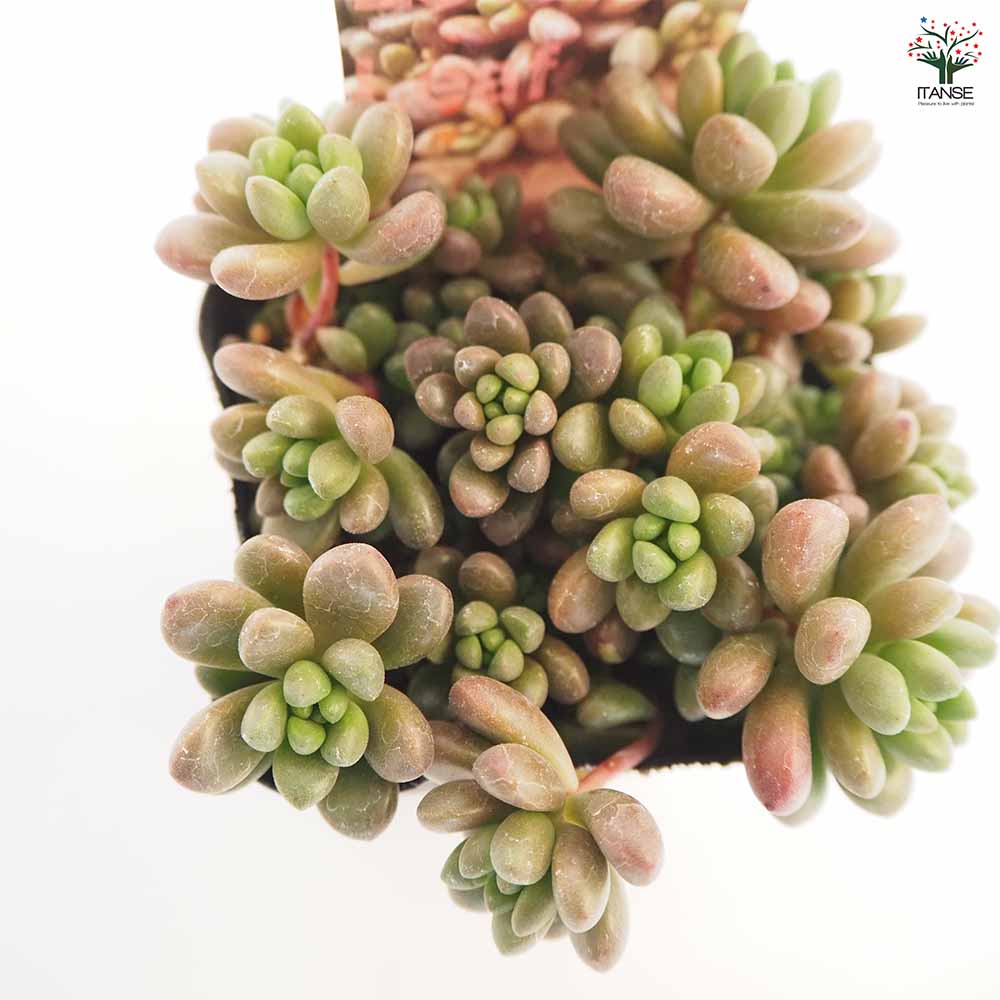セダム ジェットバース 【多肉植物 2.5～3号】｜ 【植物のITANSE