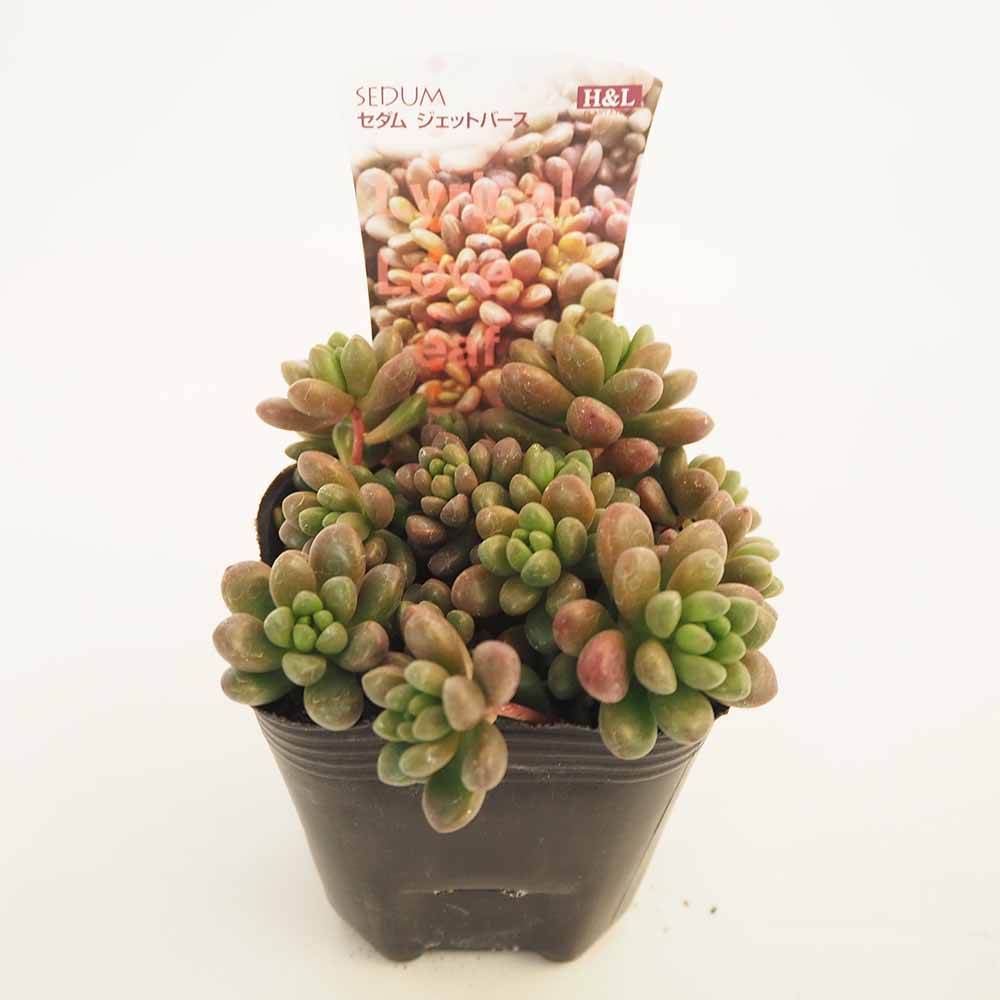 セダム ジェットバース 【多肉植物 2.5～3号】｜ 【植物のITANSE