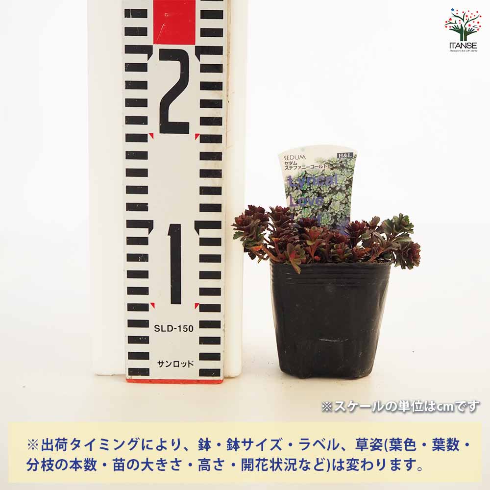 セダム ステファニーゴールド 【多肉植物 2.5～3号】｜ 【植物の