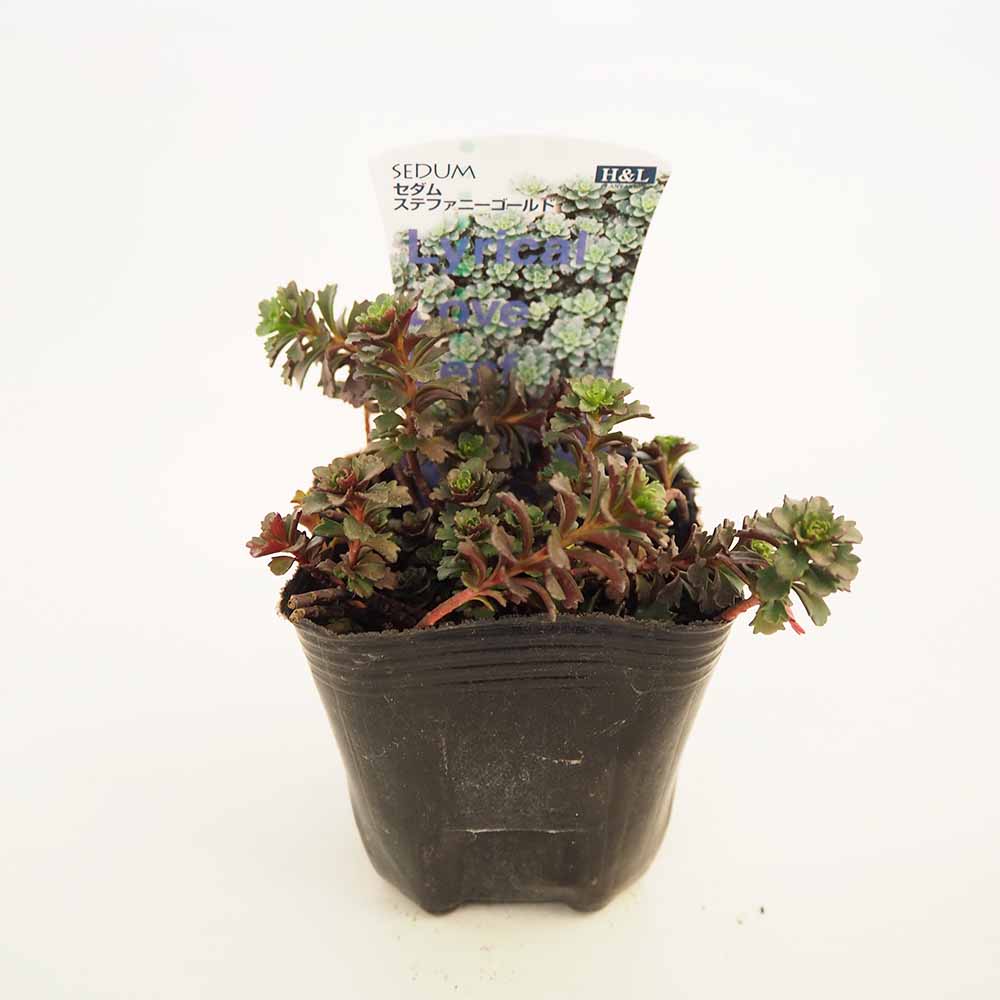 セダム ステファニーゴールド 【多肉植物 2.5～3号】