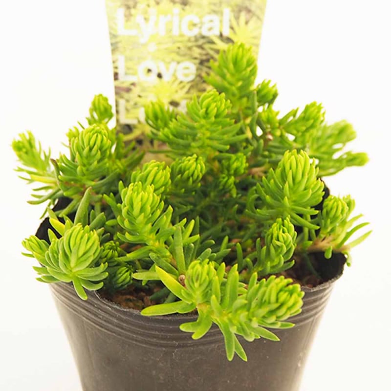 アエオニウム 甜(てん)茶錦 【多肉植物 3.5号ポット】｜ 【植物の
