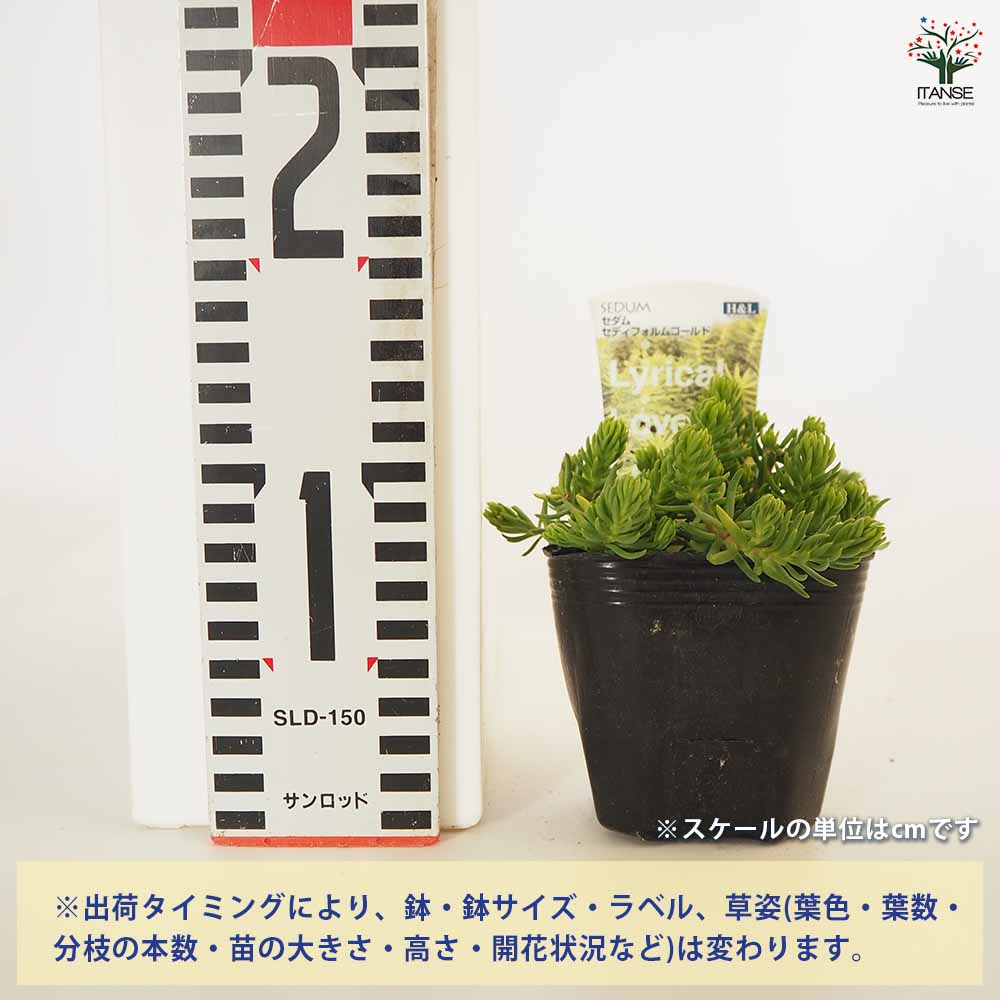 セダム セディフォルムゴールド 【多肉植物 2.5～3号】｜ 【植物の