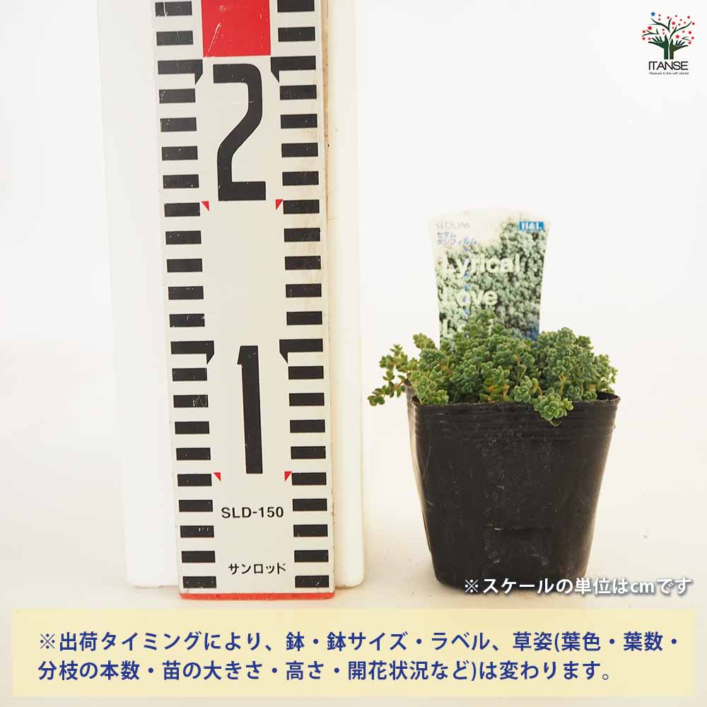 多肉植物　ダシフィルム　抜き苗　セダム 多肉植物❤セダム❤ダシフィルム❤抜き苗 その他インテリア雑貨