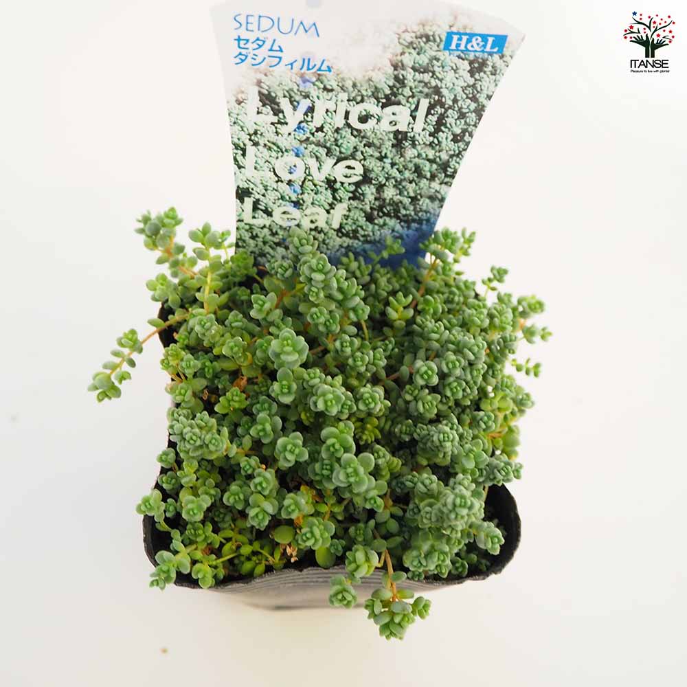 セダム ダシフィルム 【多肉植物 2.5～3号】｜ 【植物の