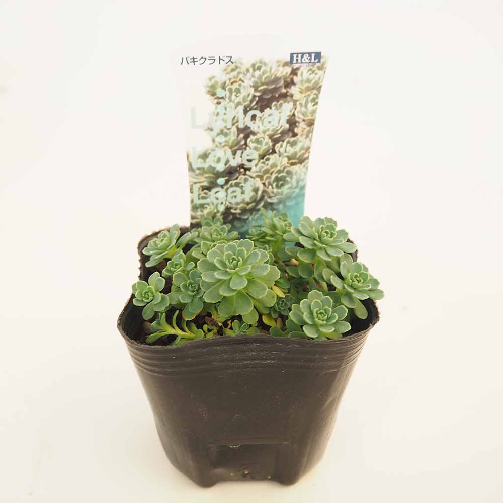 ロディオラ パキクラドス 【多肉植物 2.5～3号】