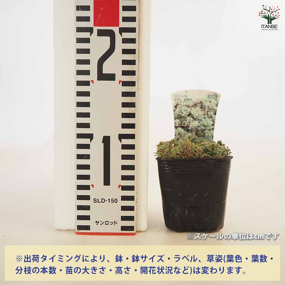 セダム 玉蛋白 【多肉植物 2.5～3号】｜ 【植物のITANSE】全品