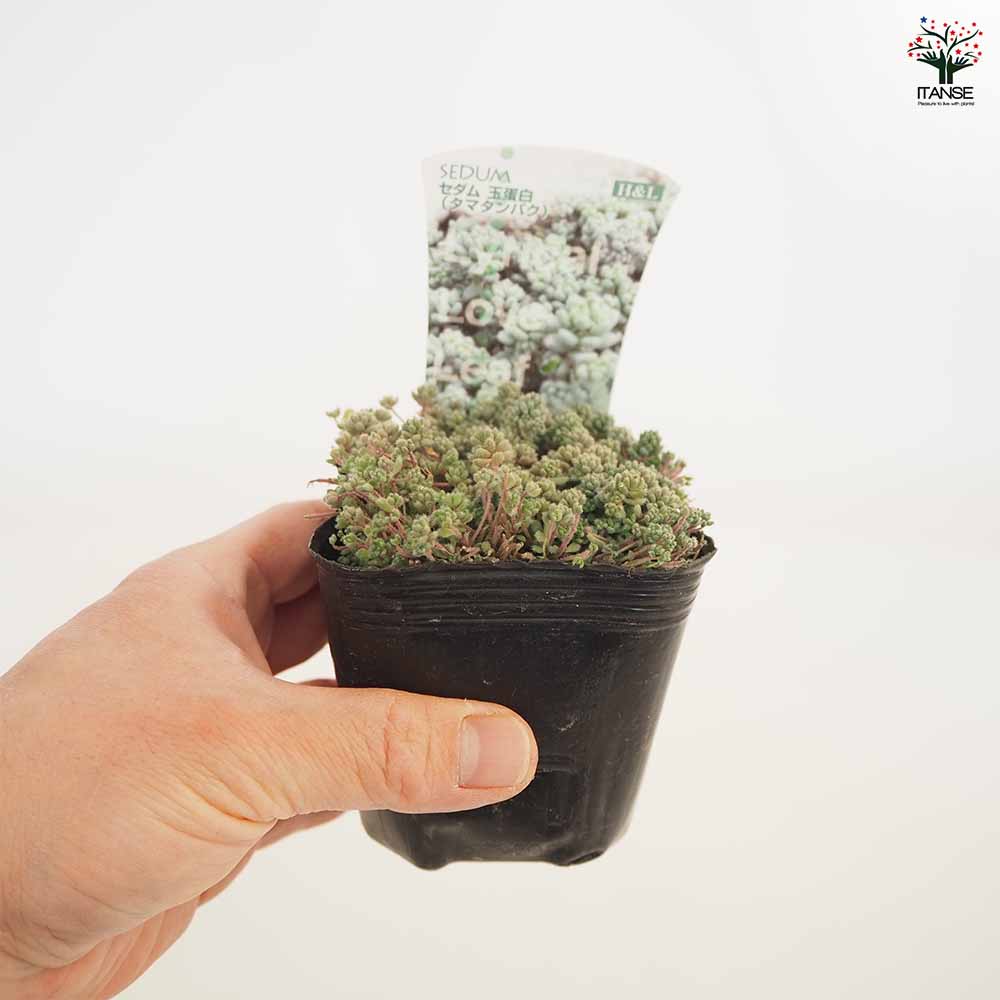 多肉植物　激レアセダム　クリーム玉蛋白　5カット(カットに付き根っこ有りません セダム 玉蛋白 【多肉植物 2.5～3号】｜ 【植物のITANSE