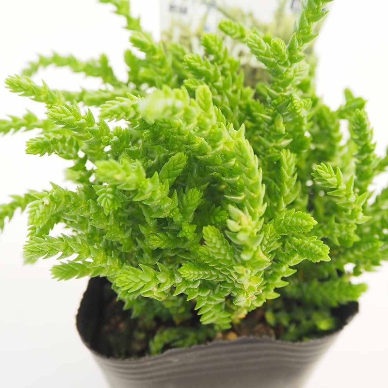 ピセア プンゲンス ホプシー 【花木苗 8号／1個売り】｜ 【植物の