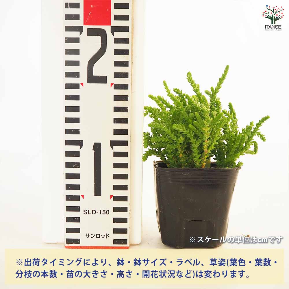 クラッスラ 若緑 【多肉植物 2.5～3号】｜ 【植物のITANSE】全品