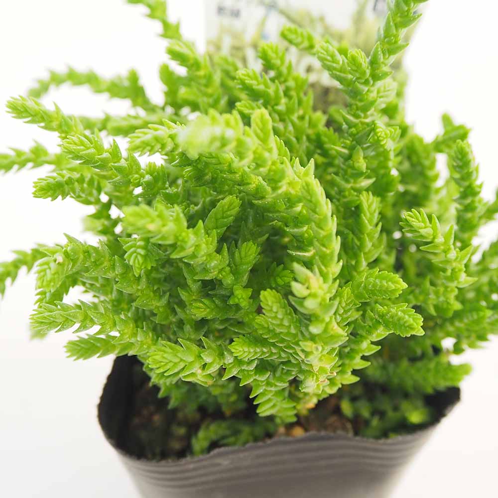 クラッスラ 若緑 【多肉植物 2.5～3号】