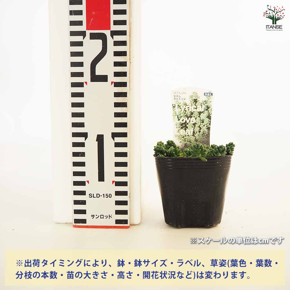 セダム タイトゴメ白花 【多肉植物 2.5～3号】｜ 【植物のITANSE