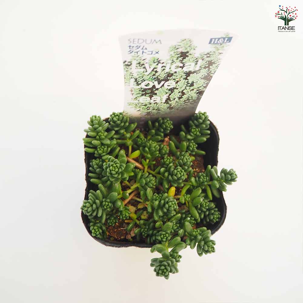 セダム タイトゴメ白花 【多肉植物 2.5～3号】｜ 【植物のITANSE