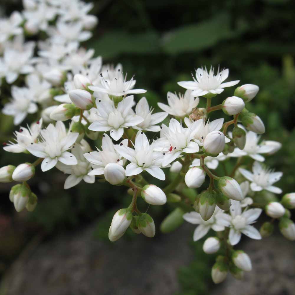 セダム タイトゴメ白花 【多肉植物 2.5～3号】
