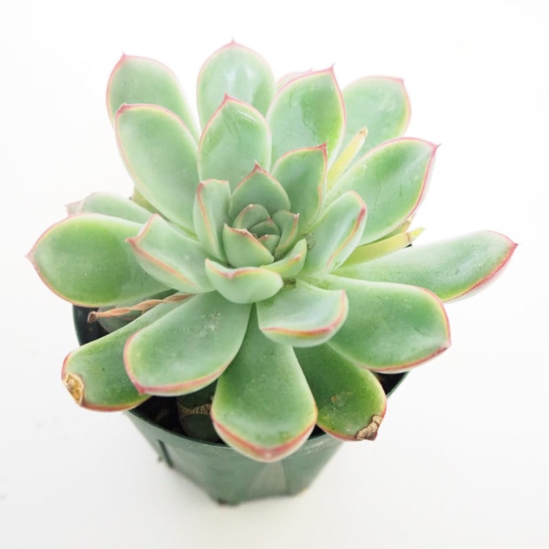 エケベリア・エレガンス【多肉植物 2.5号鉢／1個売り】｜ 【植物の