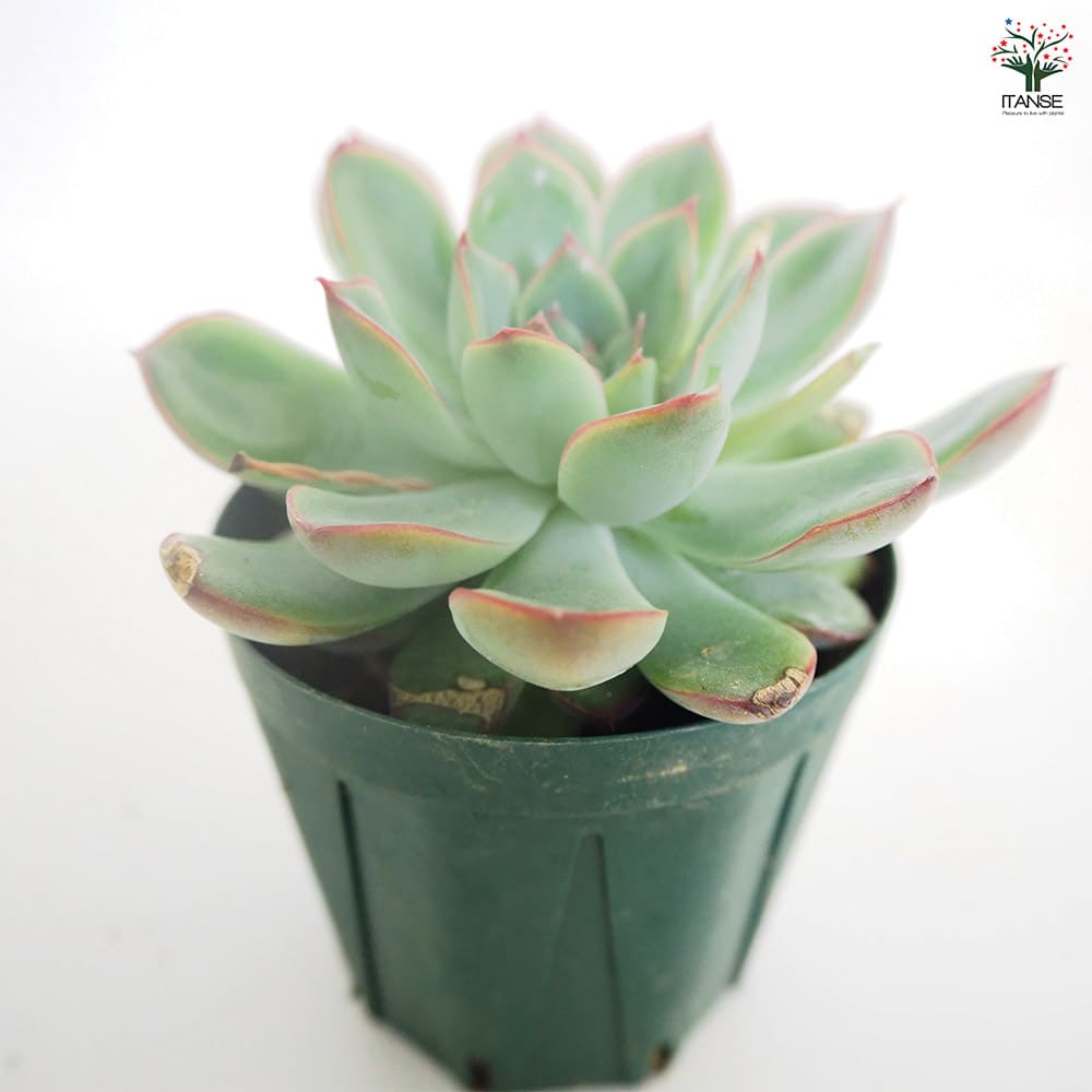 エケベリア プレリンゼ 【多肉植物 2.5号／1個売り】｜ 【植物の