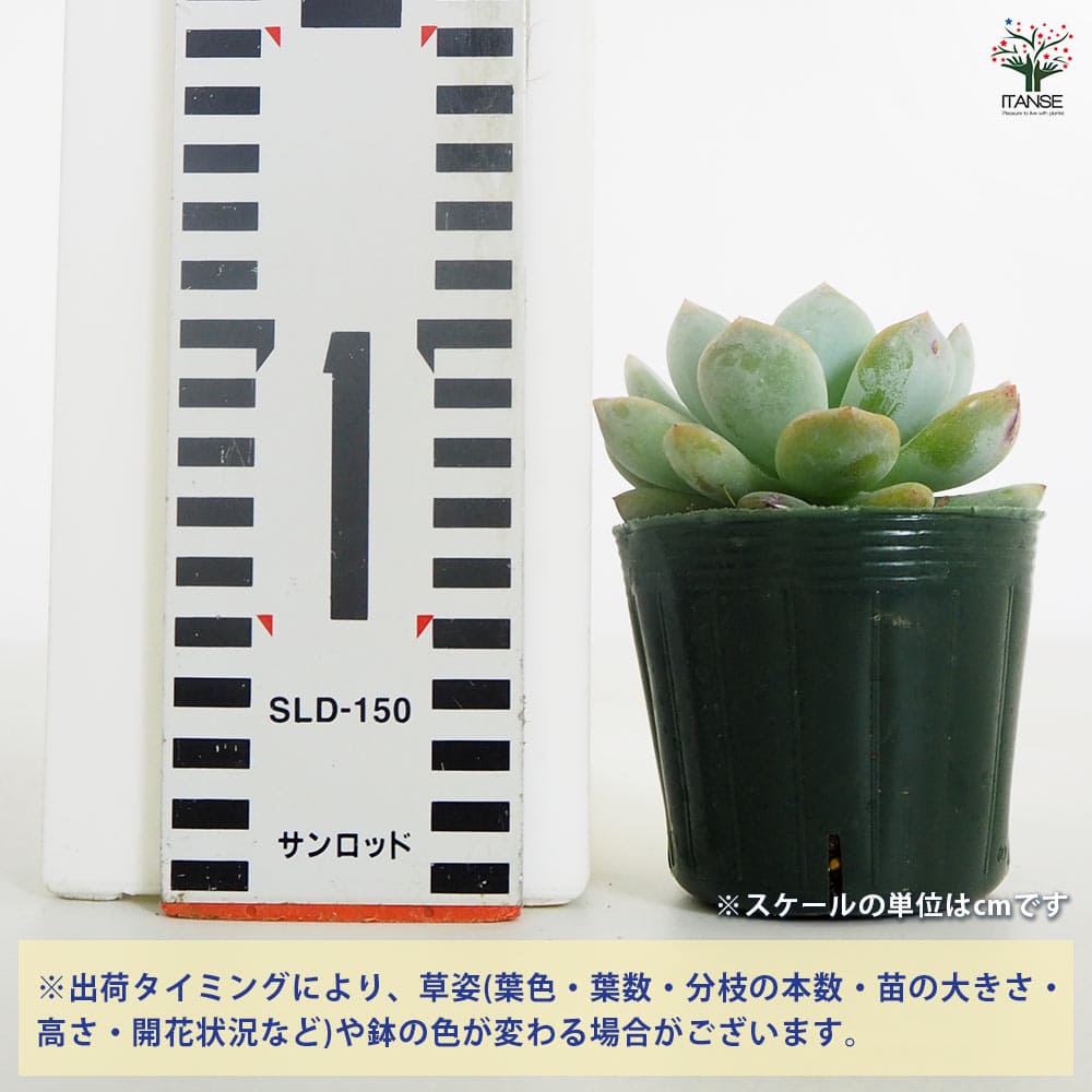 エケベリア ラウィーリンゼ 【多肉植物 2.5号／1個売り