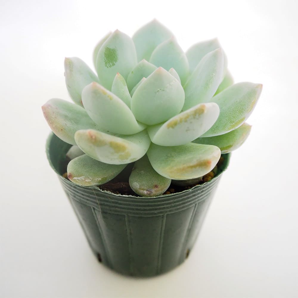 エケベリア ラウィーリンゼ 【多肉植物 2.5号／1個売り】