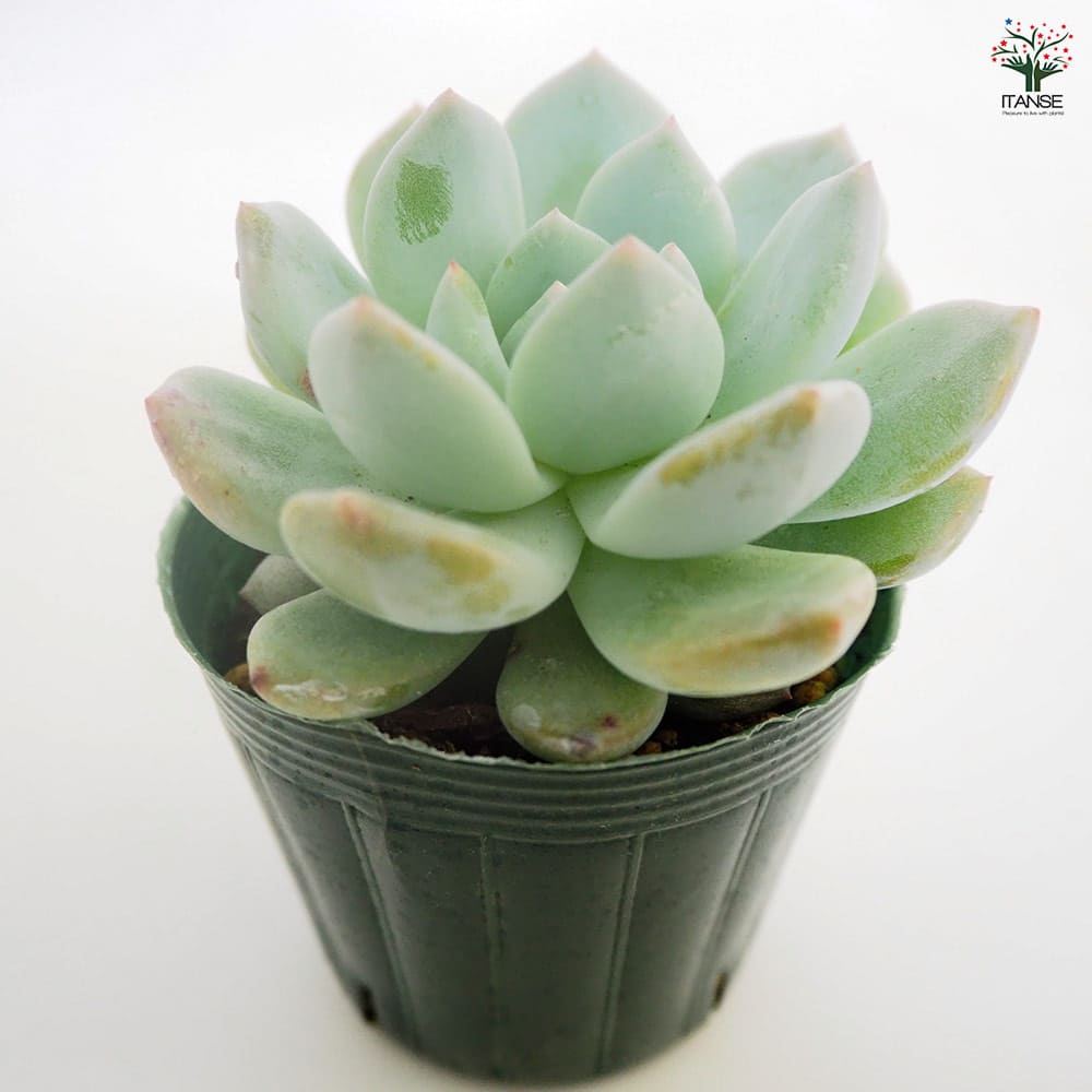 エケベリア ラウィーリンゼ 【多肉植物 2.5号／1個売り