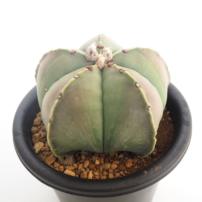 ハオルチア(青) ラブハート 【多肉植物 2.5号ポット／1個売り