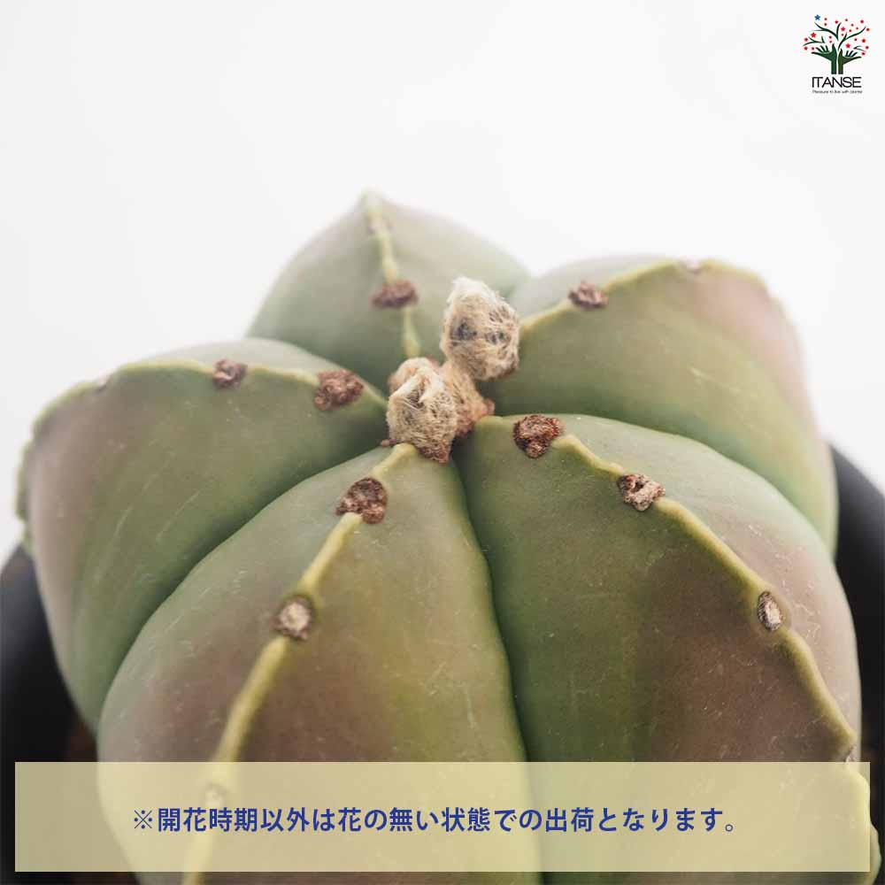 サボテン 碧瑠璃鸞鳳玉 【多肉植物 5号／1個売り】｜ 【植物の