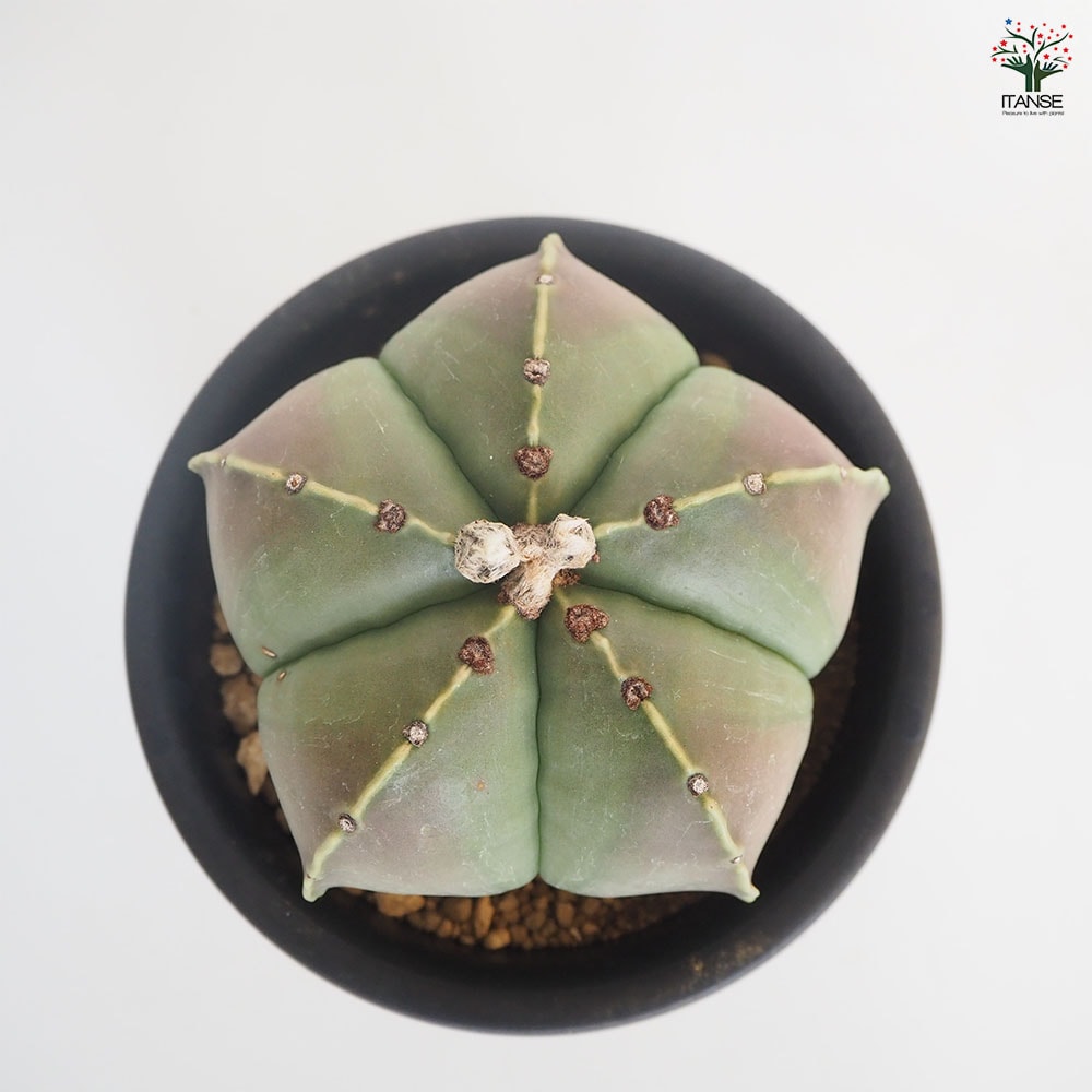 サボテン 碧瑠璃鸞鳳玉 【多肉植物 5号／1個売り】｜ 【植物の