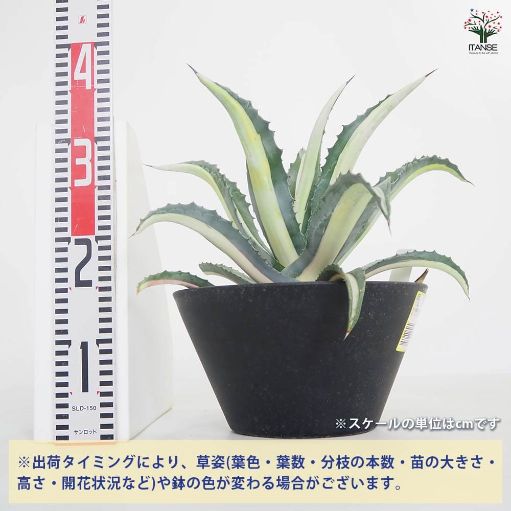 アガベ 華巌 【多肉植物 9号／1個売り】｜ 【植物のITANSE】全品