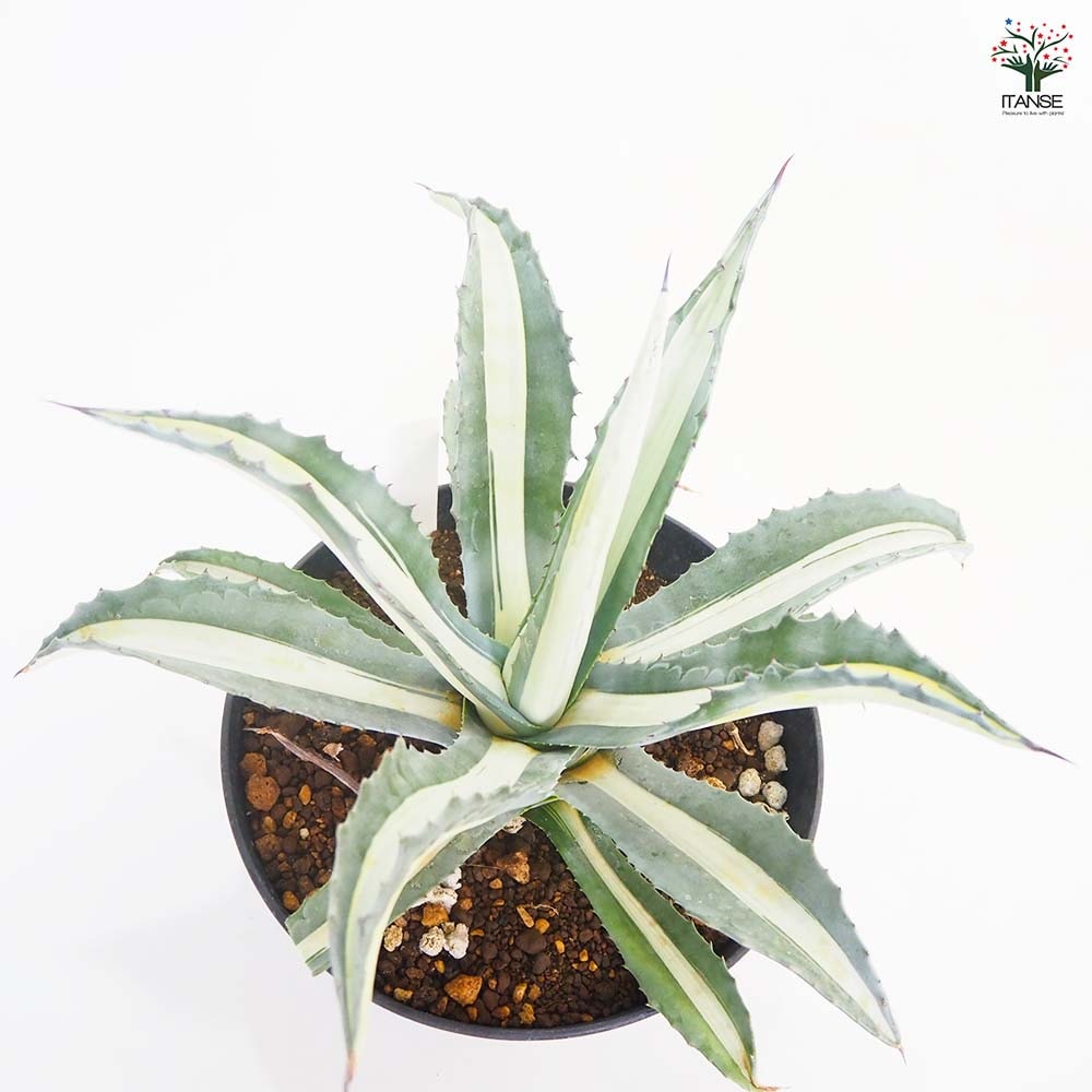 アガベ 華厳　地植えサイズ 成長記録]アガベ・アメリカーナ・華厳-PlantsLog.GIF