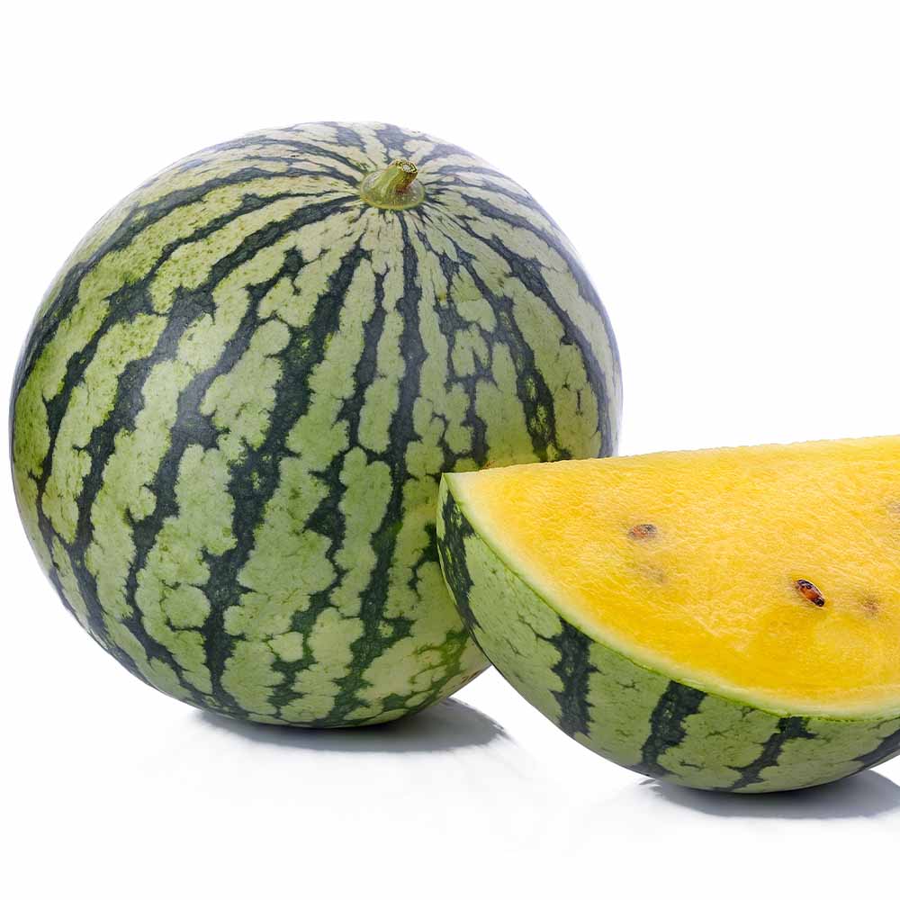 スイカの苗 黄大玉スイカ2個～ 【野菜の苗 3号】