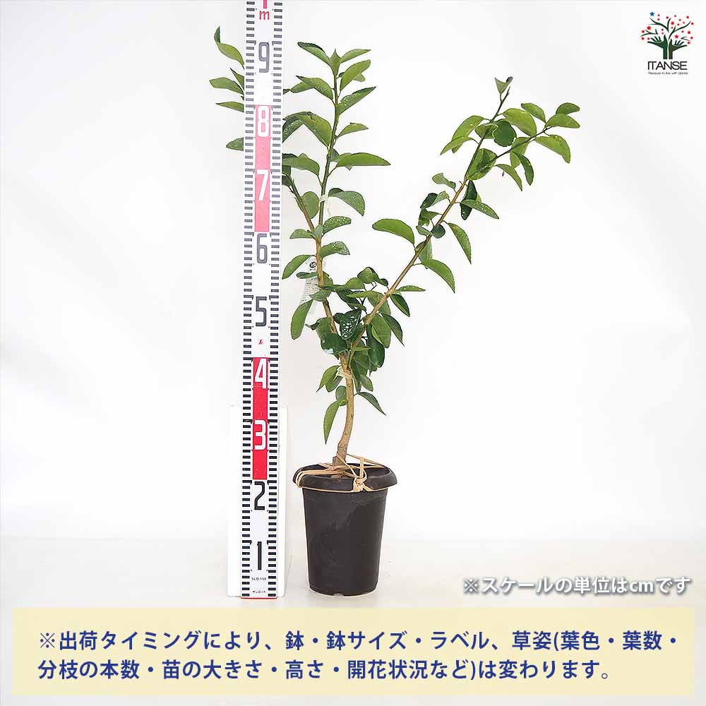 追加商品画像