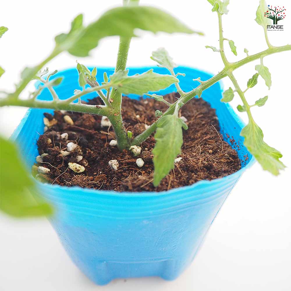 @キャンディドロップ様のみ Amazon.co.jp: きんせん 金扇ドロップス 徳用ラブリーキャンデー