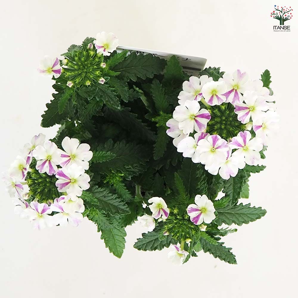 宿根バーベナ はなあかり 【花苗 3号】｜ 【植物のITANSE】全品