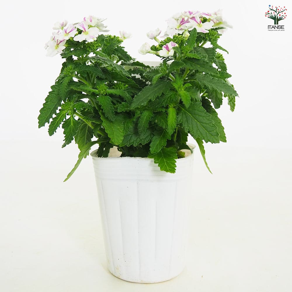 はなはな 宿根バーベナ ラナイ アップルグリーン 【花苗 3.5号】｜ 【植物の