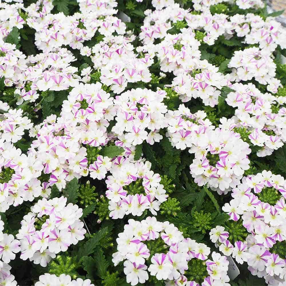 宿根バーベナ はなあかり 【花苗 3号】｜ 【植物のITANSE】全品