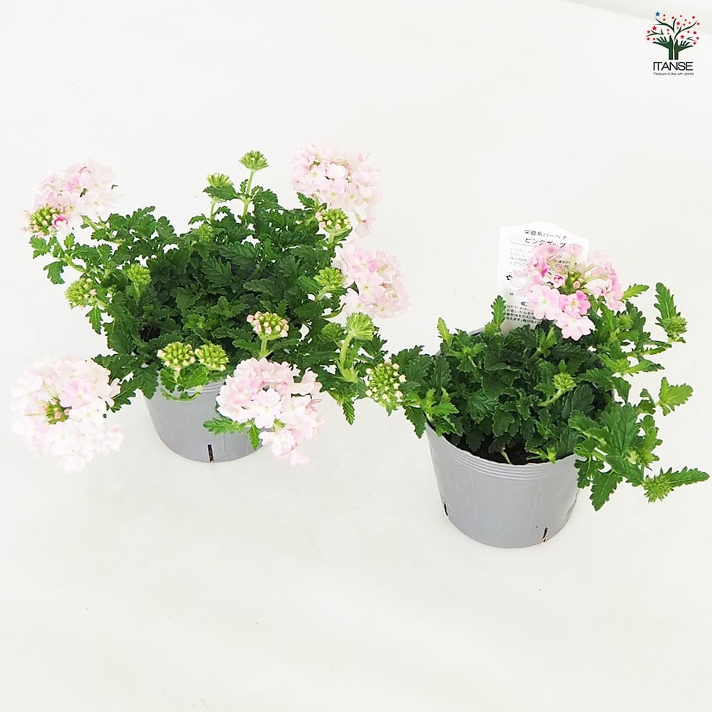 バーベナの一年草タイプと宿根草タイプの見分け方｜それぞれの特徴