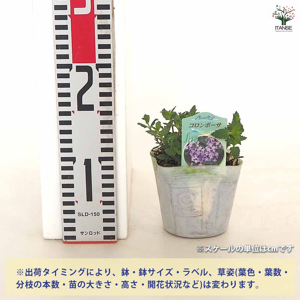 宿根バーベナ コロンボーサ 【花苗 3.5号】｜ 【植物のITANSE