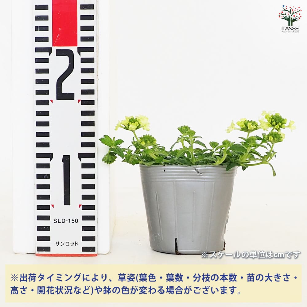 宿根バーベナ ラナイ アップルグリーン 【花苗 3.5号】｜ 【植物の