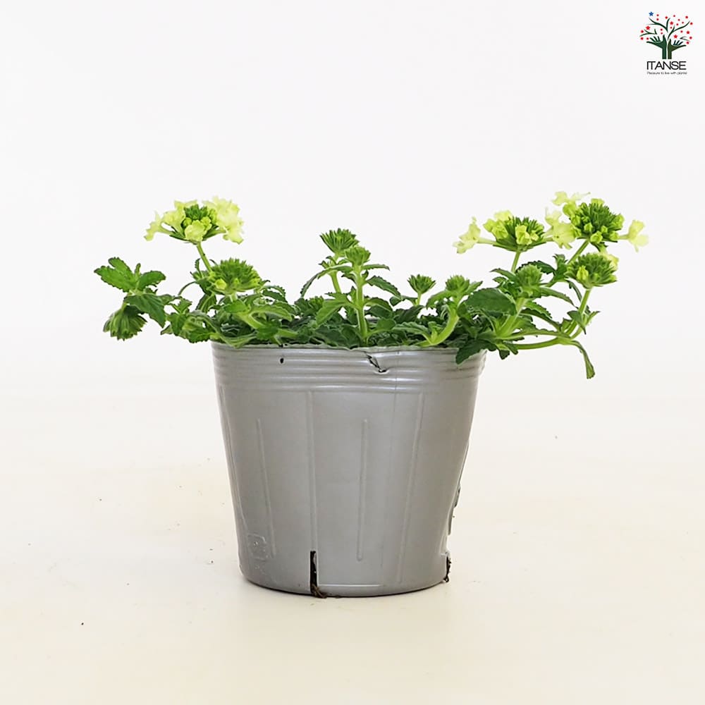 宿根バーベナ ラナイ アップルグリーン 【花苗 3.5号】｜ 【植物の